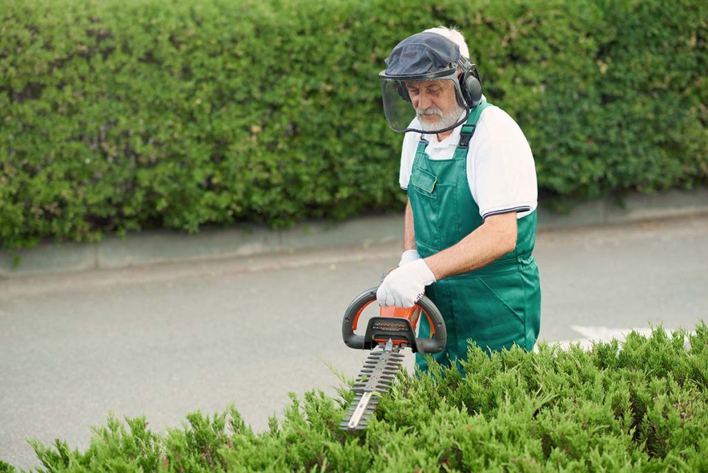 How to Do Your Lemon Tree Pruning in Australia