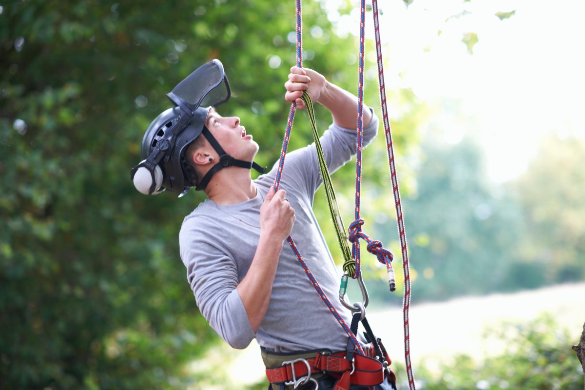 how-do-i-become-a-tree-surgeon-is-tree-surgery-a-hard-job