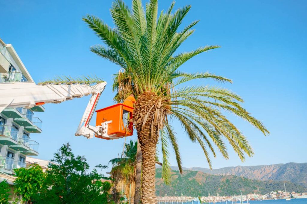 Cutting trimming high tall palm trees.Pruning palm long old dry leaves.Man city municipal service worker cut foliage with chainsaws standing in crane cradle at height.Landscape coast works,sea resort