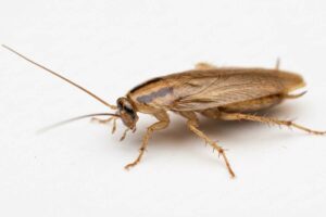 German cockroach Blattella germanica showing characteristic dark stripes on pronotum